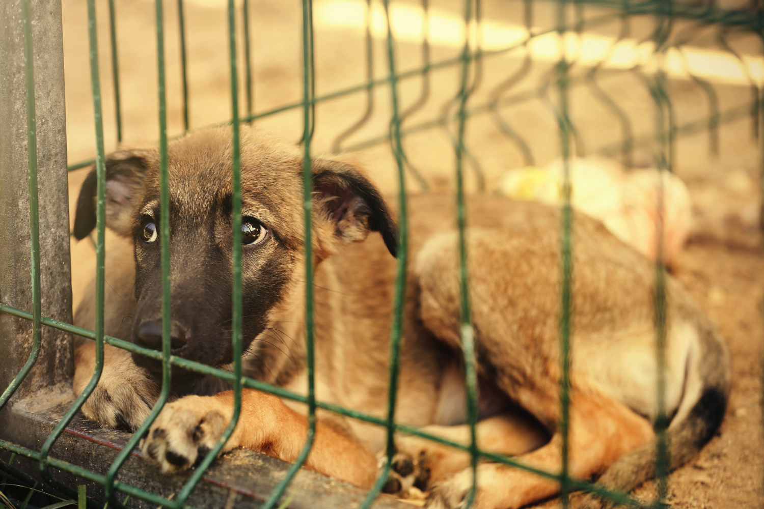 Wesprzyj zwierzaki - Przelew