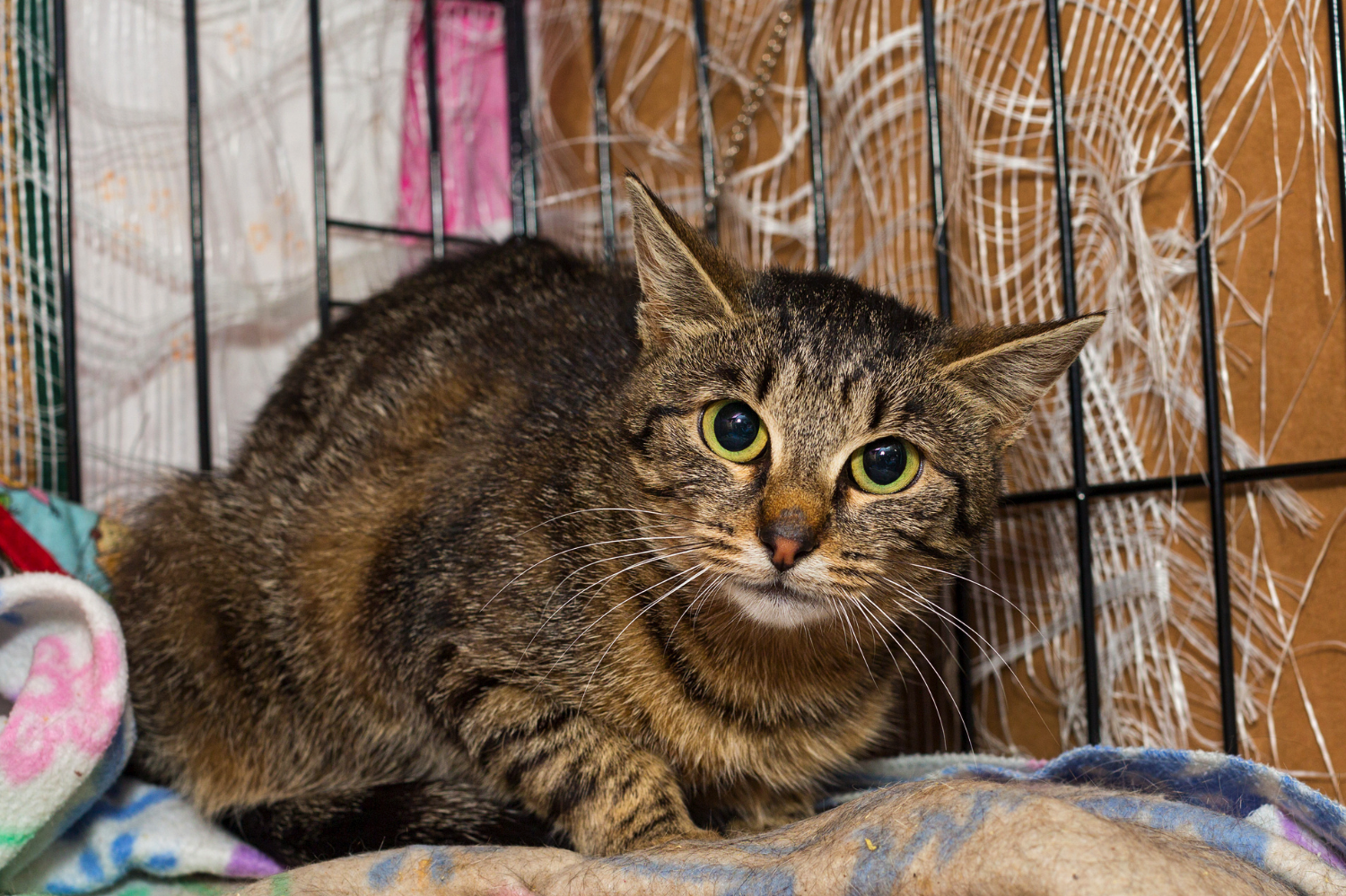 Wesprzyj zwierzaki - Wspieraj koty