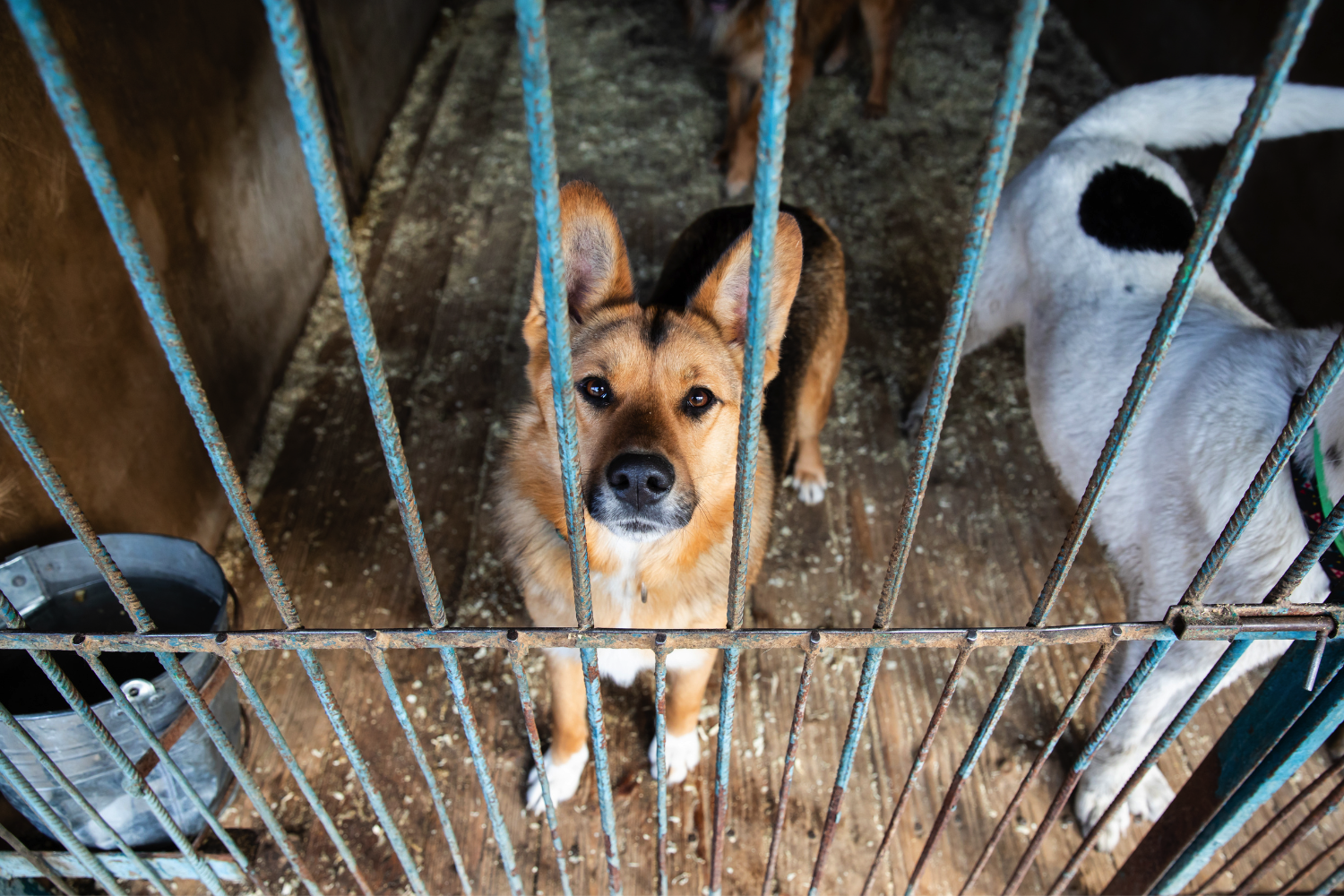 Wesprzyj zwierzaki - Wspieraj psy