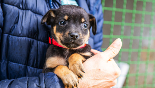 Wspieramy adopcje