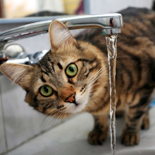 Jak piją wodę koty, a jak piją psy?