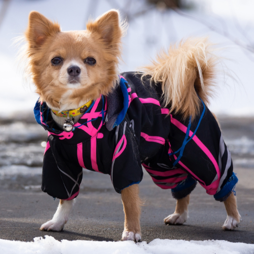 Jakie ubranie dla psa na zimę?
