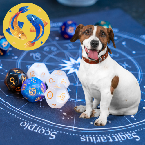 Horoskop dla psa spod znaku Ryby (19.02-20.03)