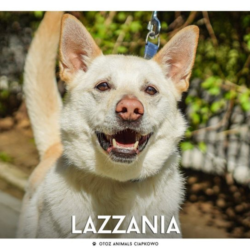 Psy ze schroniska do adopcji Lazzania