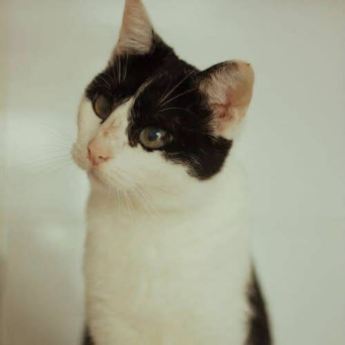 Koty ze schroniska do adopcji Brzoza