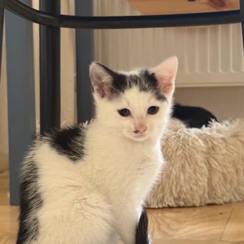 Koty ze schroniska do adopcji Lutnia 