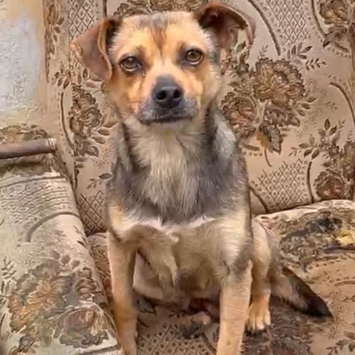 Psy ze schroniska do adopcji Wanilia