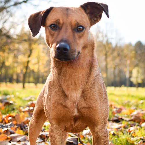 Psy ze schroniska do adopcji Dżeki