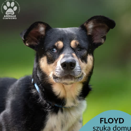 Psy ze schroniska do adopcji Floyd