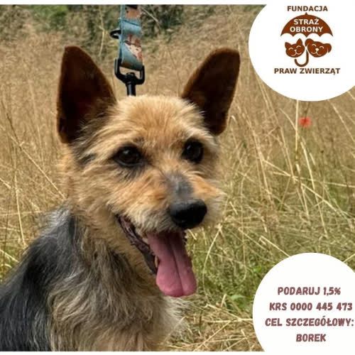 Psy ze schroniska do adopcji DIKI