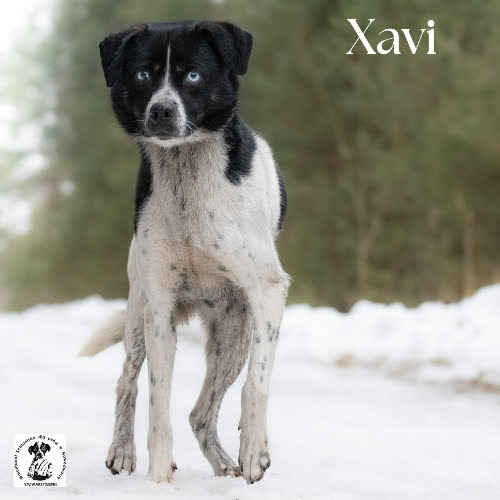 Psy ze schroniska do adopcji Aktywny XAVI 