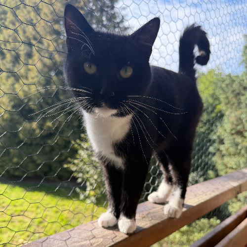 Koty ze schroniska do adopcji Pędzel