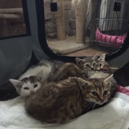 Koty ze schroniska do adopcji Syriusz,Alfa,Wega