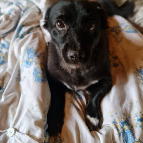 Psy ze schroniska do adopcji Tymek i Tosia