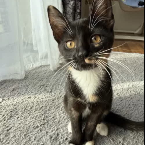 Koty ze schroniska do adopcji Figa