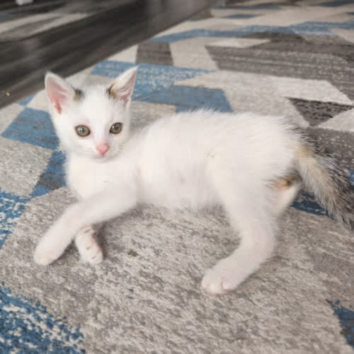 Koty ze schroniska do adopcji Kuter