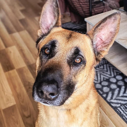 Psy ze schroniska do adopcji Jackie
