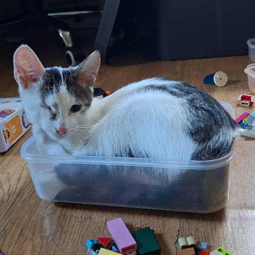 Koty ze schroniska do adopcji Maiko