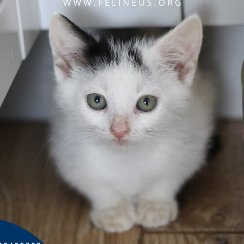 Koty ze schroniska do adopcji Buźka
