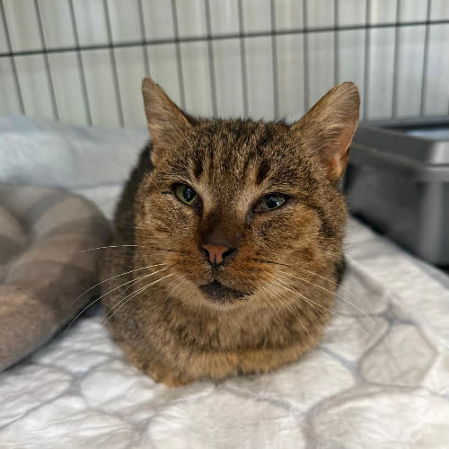 Koty ze schroniska do adopcji Shadow