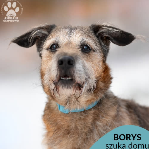 Psy ze schroniska do adopcji Borys