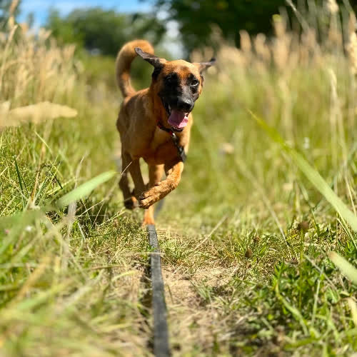 Psy ze schroniska do adopcji Karat