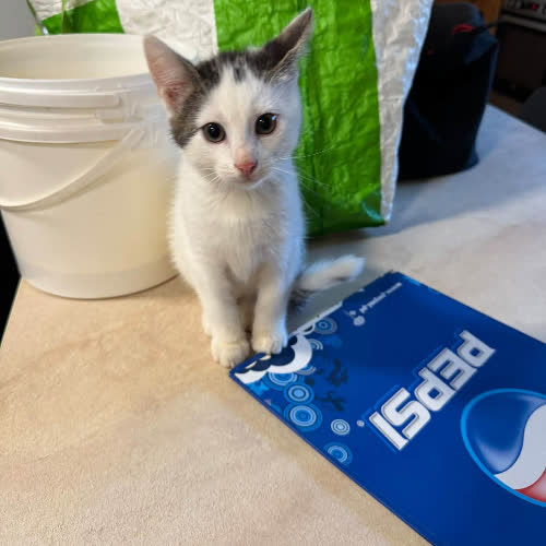Koty ze schroniska do adopcji Kociak Kotek