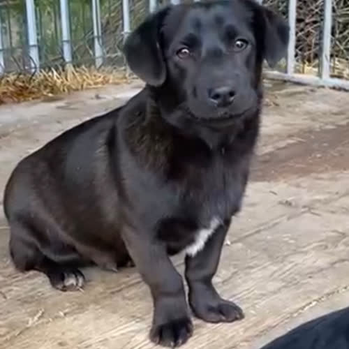 Psy ze schroniska do adopcji Jasio