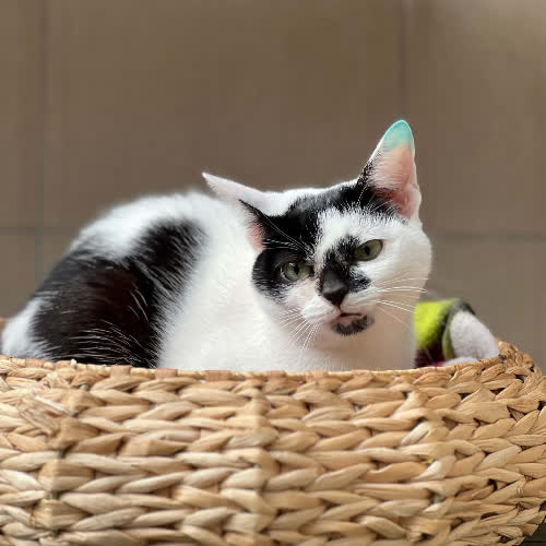 Koty ze schroniska do adopcji Dejzi