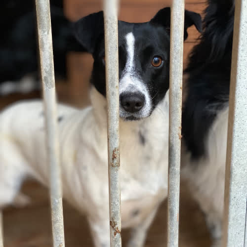 Psy ze schroniska do adopcji Abi