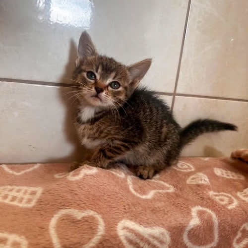 Koty ze schroniska do adopcji Apolonia 