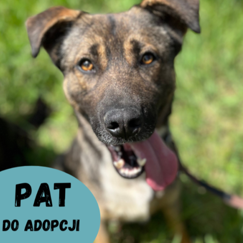 Psy ze schroniska do adopcji Pat