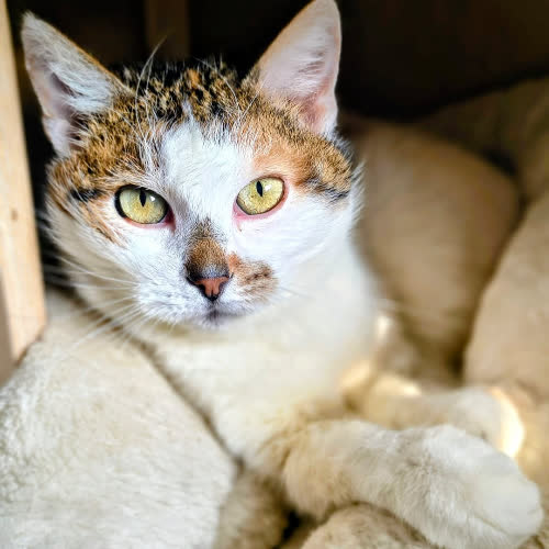 Koty ze schroniska do adopcji Shaza