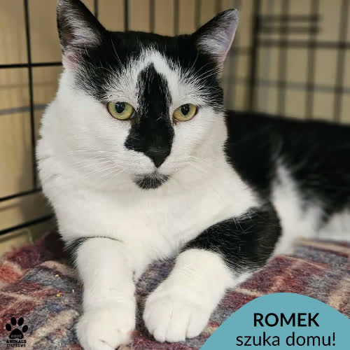 Koty ze schroniska do adopcji Romek