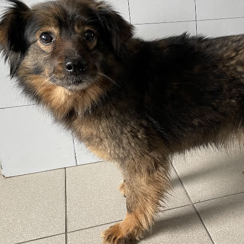 Psy ze schroniska do adopcji Lajla