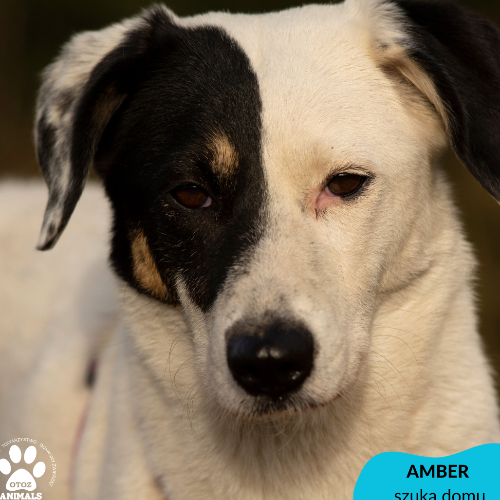 Psy ze schroniska do adopcji Amber