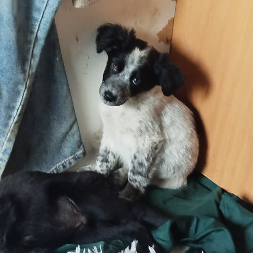 Psy ze schroniska do adopcji Leos