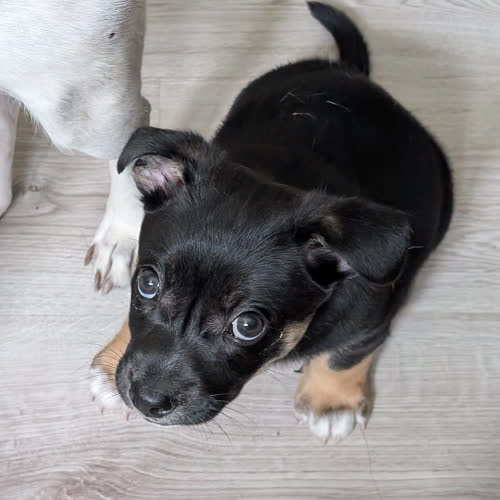 Psy ze schroniska do adopcji Wincent