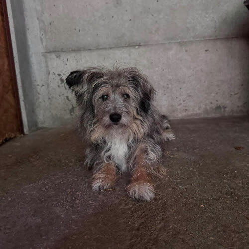 Psy ze schroniska do adopcji Klaudia