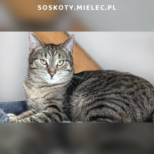 Koty ze schroniska do adopcji Tymianek