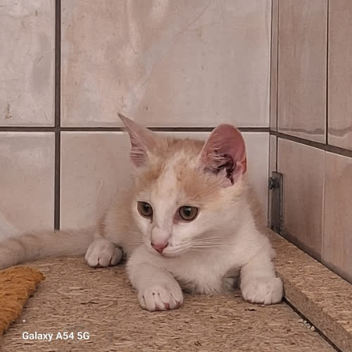 Koty ze schroniska do adopcji Angelo