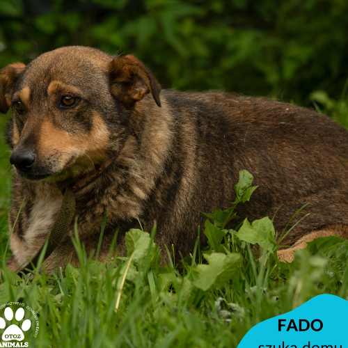 Psy ze schroniska do adopcji Fado