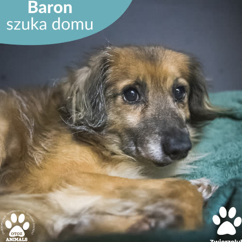Psy ze schroniska do adopcji Baron