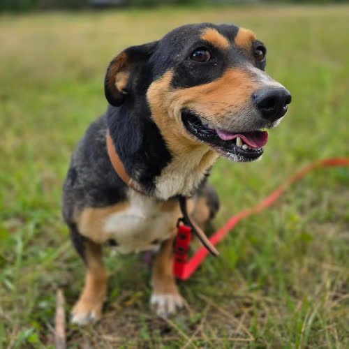 Psy ze schroniska do adopcji Wulkan