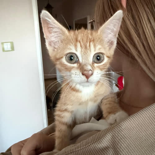 Koty ze schroniska do adopcji Mela