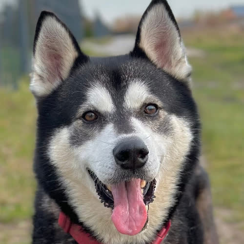 Psy ze schroniska do adopcji Balto