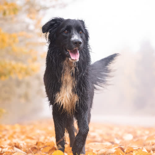 Psy ze schroniska do adopcji Aktywny BRILMEY 