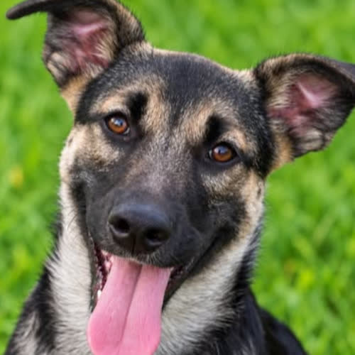 Psy ze schroniska do adopcji Thor