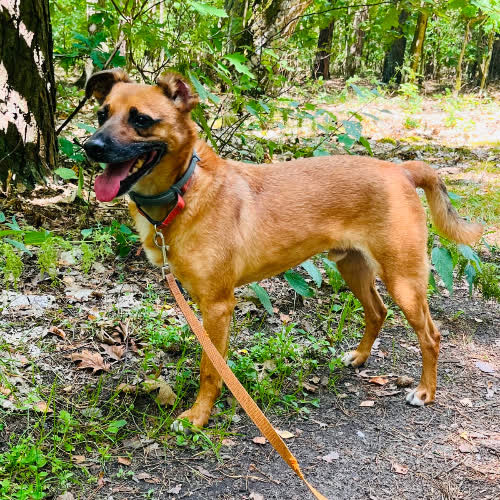 Psy ze schroniska do adopcji Ansi 