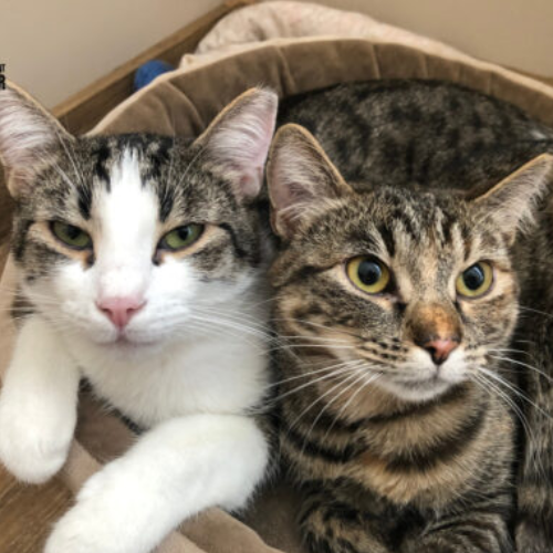 Koty ze schroniska do adopcji Fuzja i Kajtek